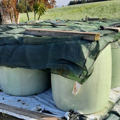 Silomaisballen - Bild1